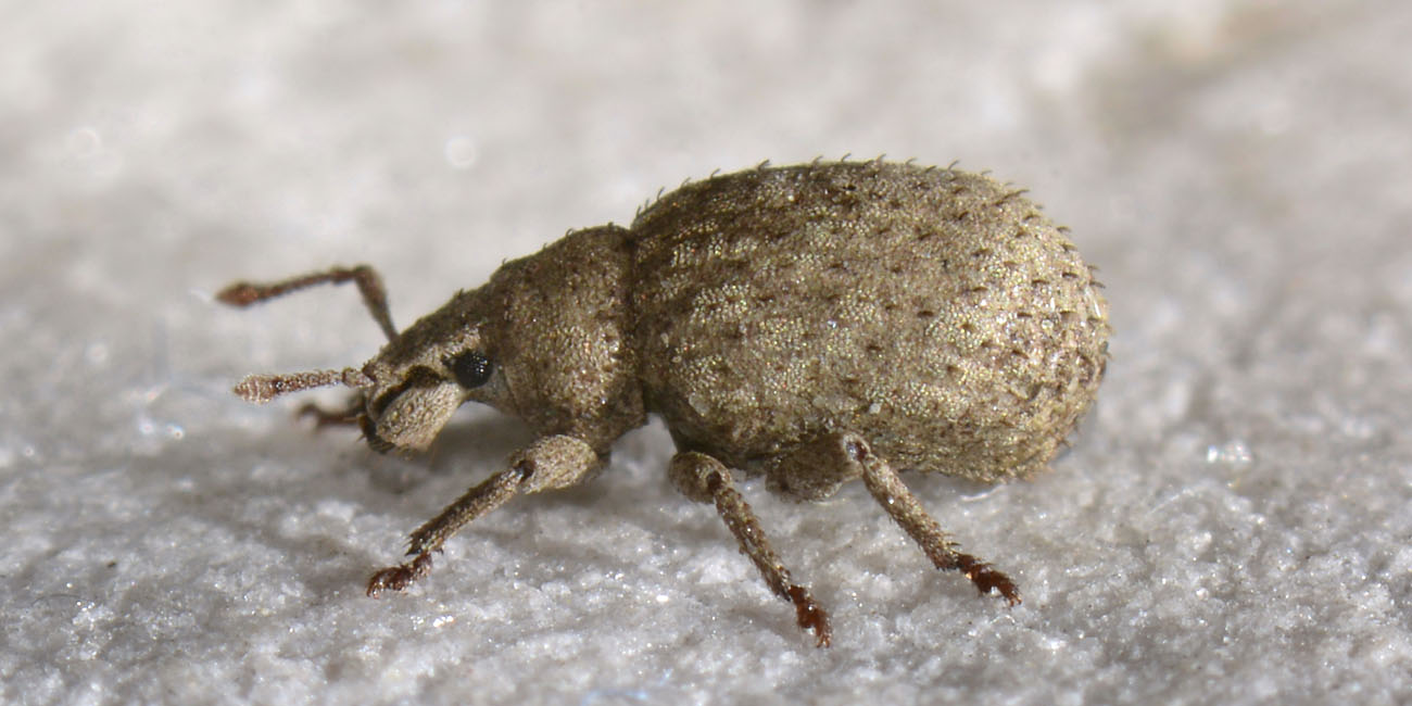 Curculionidae: Romualdius fremuthi?  No, Romualdius angustisetulus